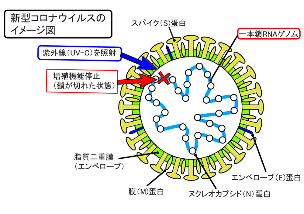 ウイルス不活化の原理